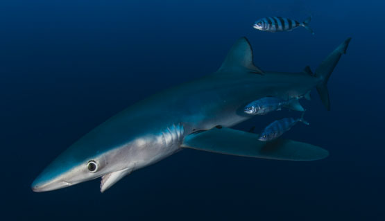 Tubarão Azul Tubarão Azul